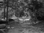 Sentiero nella pineta Sentiero nella pineta