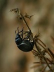 Scarabeo Scarabeo