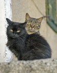 il gatto a due teste il gatto a due teste