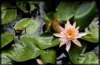 ninfea .. sotto la pioggia