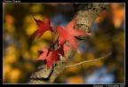 Autunno a Milano Autunno a Milano