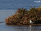 Oasi di Orbetello: la prima volta ! Oasi di Orbetello: la prima volta !