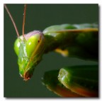ALien... ALien...