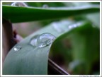 Drops on the Grass 3