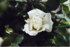 Macro rosa (scanner) Macro rosa (scanner)