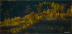 Il bosco prende fuoco... Il bosco prende fuoco...