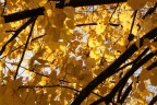 autunno in giallo autunno in giallo