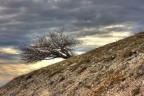 Albero solitario Albero solitario