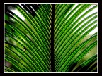 - Verde -