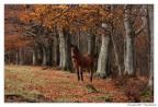 Cavallino Cavallino