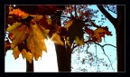 Il mio autunno 2