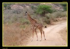 Attenzione attraversamento animali!!! Attenzione attraversamento animali!!!