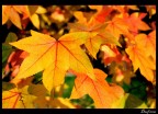 Autumn pt.2 Autumn pt.2