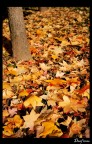 Autumn pt.4 Autumn pt.4