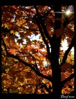 Autumn pt.8 Autumn pt.8