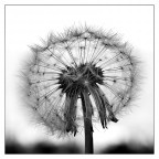 ::: ANCORA INTATTO :::