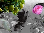 B/N FRUTTA FIORI &amp; COLORI