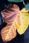 I colori dell'Autunno I colori dell'Autunno