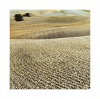 THE COLORS OF THE EARTH (4) VAL D'ORCIA)