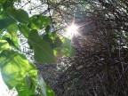 raggi di sole raggi di sole