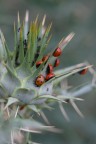tante cocci, troppe formichine tante cocci, troppe formichine