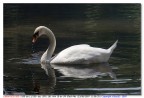 Cigno Cigno