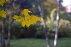 autunno autunno