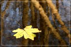 Della serie "autunno nei rigagnoli" Della serie "autunno nei rigagnoli"