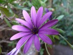 fiore2 fiore2
