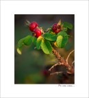 Panasonic Fz50
256mm, iso 100, f4

Suggerimenti e critiche ben accetti.