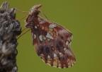 Piena di rugiada