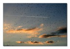 gli abitanti del cielo gli abitanti del cielo