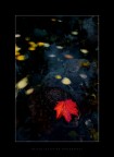 Floating Leaf