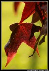 Autumn Leaves Autumn Leaves