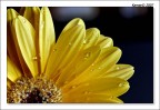 Goccie Goccie