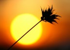sole diviso sole diviso