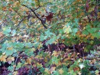 autunno autunno
