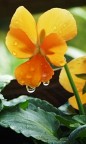 fiore fiore