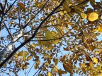 foglie dell'autunno foglie dell'autunno
