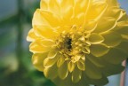 Dahlia Gialla

Foto scannerizzata da una stampa 10x15 (purtroppo la qualit� � piuttosto bassa)

Critiche, consigli, suggerimenti e commenti sempre ben accetti.


PS: foto dell'ultimo rullino, a giorni la K100D!!!!