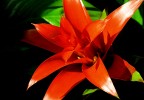 Fiore rosso Fiore rosso