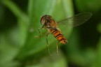 In volo In volo