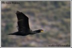 in volo 1 in volo 1