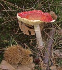 Ultimissime dall'autunno...