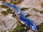 in spiaggia,i resti di una mareggiata in spiaggia,i resti di una mareggiata