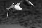 gabbiano in volo gabbiano in volo
