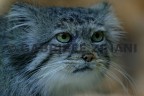 GATTO AMUR GATTO AMUR