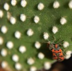 sul cactus