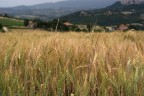 ... la nostra linfa ... la nostra linfa