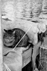 gatto a riposo gatto a riposo